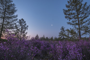 达尔滨湖杜鹃花