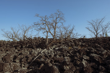 火山岩枯树