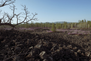 火山岩枯树