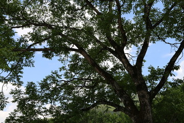 古核桃树 坚果 核桃 核桃树