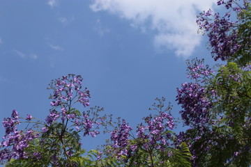 蓝花楹 蓝楹花 蓝花楹树 花