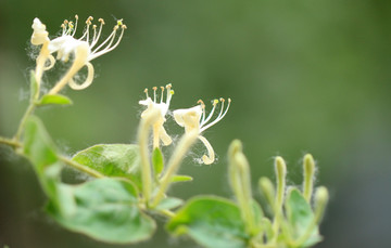 金银花