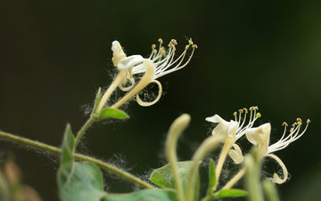 金银花