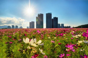 阳光花海