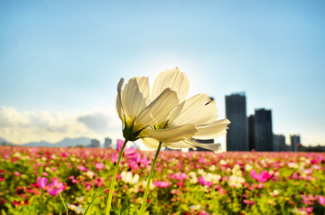 阳光花海