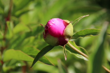 花蕾