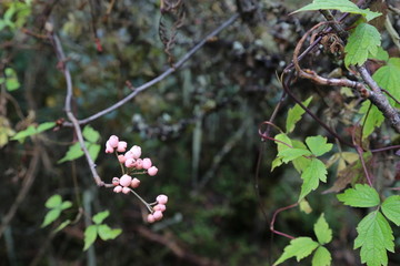 野生植物 果实