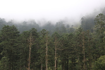 红豆杉 植被