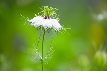 花草和光