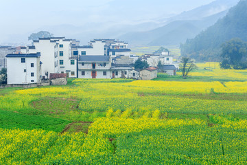 油菜花开