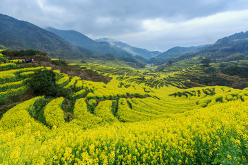 篁岭油菜花田