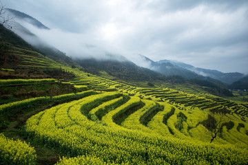 篁岭油菜花田