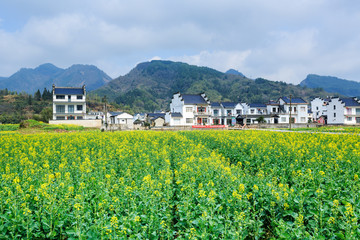 油菜花开