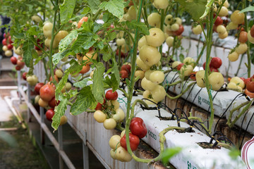 西红柿无土栽培