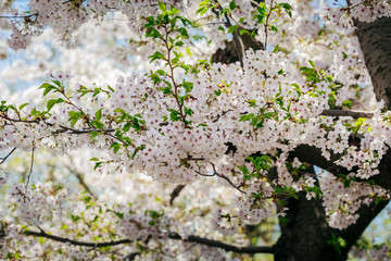 樱花烂漫