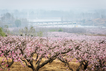 桃花盛开的地方