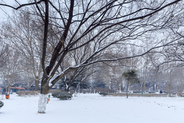 公园雪景