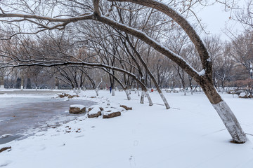 公园雪景