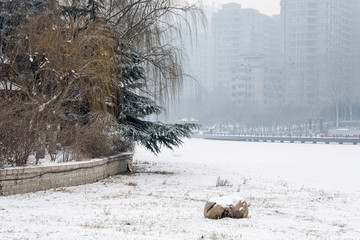 公园雪景