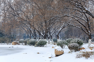 公园雪景