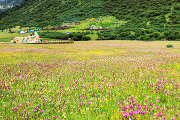 高山草甸风光