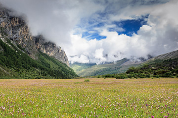 高山草甸风光