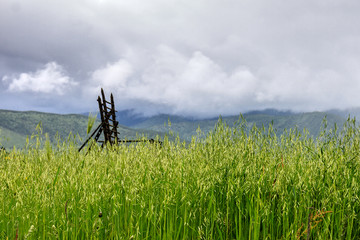 高山草原