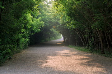 林荫路上