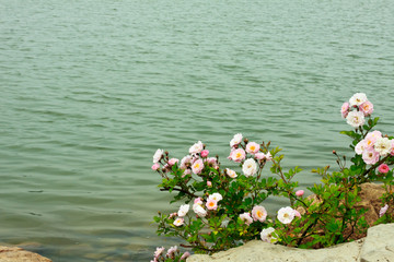 河边的蔷薇