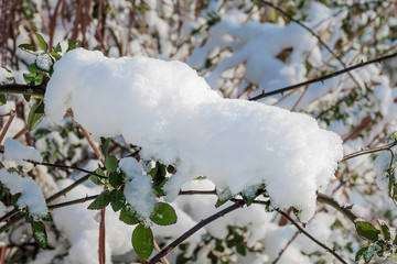 灌木上的雪