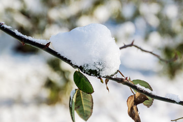 灌木上的雪