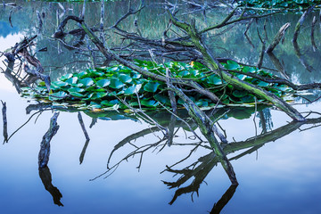 湿地水景