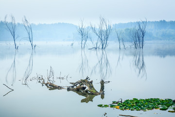 湿地晨色