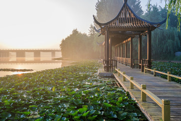 清晨的湿地景色