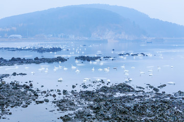 天鹅湖的早晨