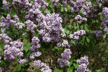 丁香花