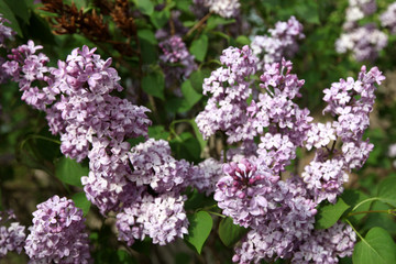 丁香花 丁香花叶