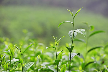 茶叶特写