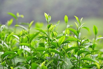 茶叶特写