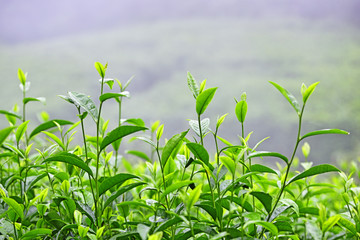 茶叶特写