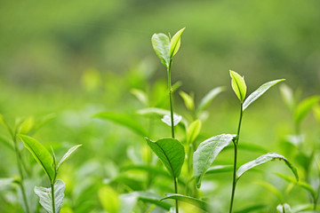 茶叶 茶叶特写