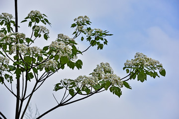 木油桐