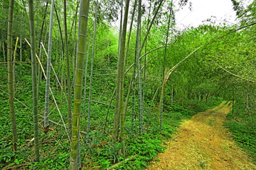 竹林小路