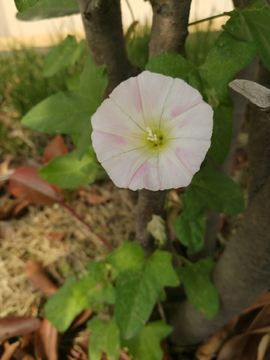 田旋花 打碗花 喇叭花