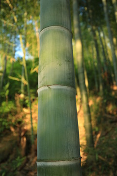 竹子 竹节 特写