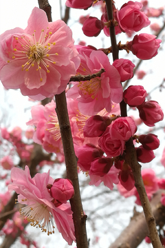 桃花特写