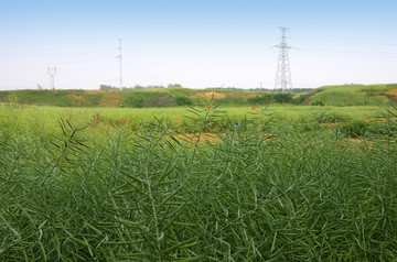 油菜田