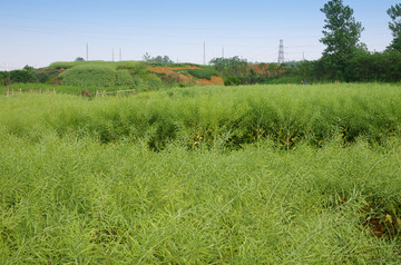 油菜大田 田园风光