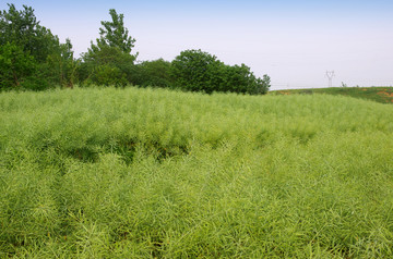 油菜大田 田园风光