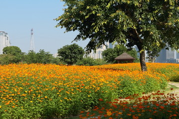 福州花海公园